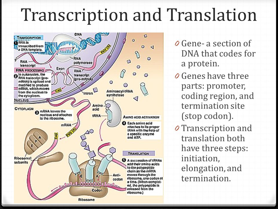 Protein Synthesis: Transcription